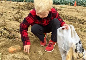 sweet potato harvest cherry hill montessori